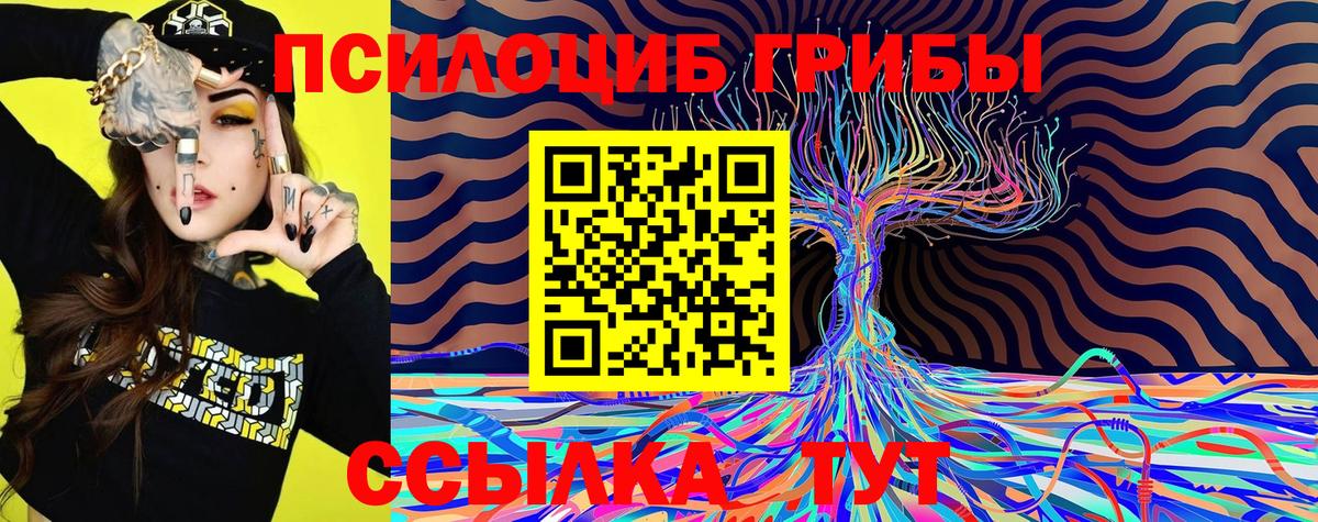 купить наркоту  Псилоцибиновые грибы Cubensis  Вход с VPN  Краснознаменск  Псилоцибиновые грибы Psilocybine cubensis 